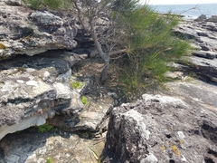 Gleichenia rupestris