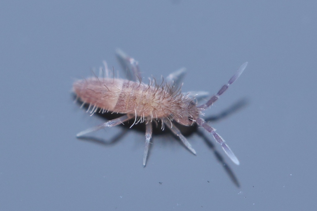 Wisconsin Spring Tails Slender Springtails from Demont Ave E, Little Canada, MN, US on October ...