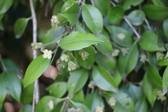 Myrcianthes pungens