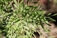 Schinus lentiscifolia