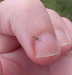 Campiglossa sororcula