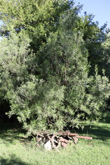 Schinus lentiscifolia