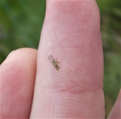 Campiglossa sororcula