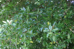 Cordia americana