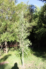 Acanthosyris spinescens