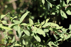 Acanthosyris spinescens