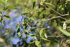 Blepharocalyx salicifolius