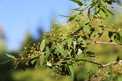 Blepharocalyx salicifolius