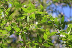 Blepharocalyx salicifolius