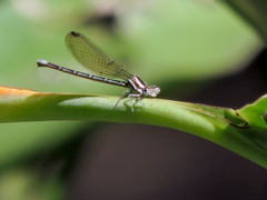 Argia extranea