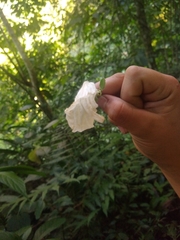 Ruellia cuatrecasasii