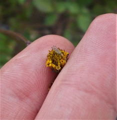 Campiglossa sororcula