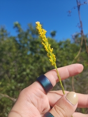 Solidago virgata