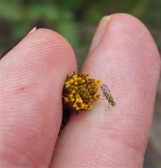 Campiglossa sororcula