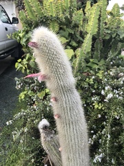 Cleistocactus strausii