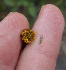 Campiglossa sororcula