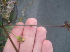 Campiglossa sororcula