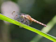 Erythrodiplax fervida