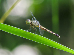 Erythrodiplax fervida