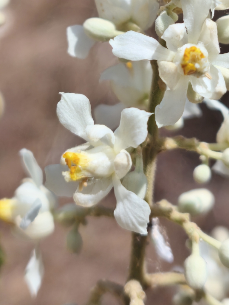 Serjania hebecarpa