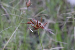 Cyperus corymbosus