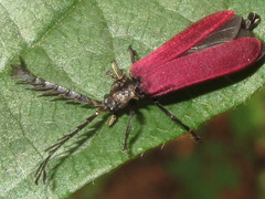 Macrolycus flabellatus