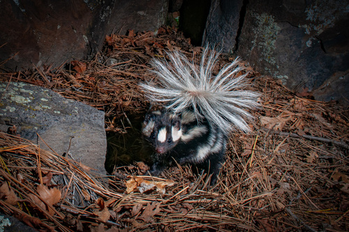 Desert Spotted Skunk observed by svaldvard