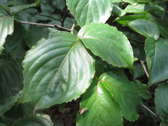 Cornus kousa