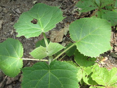 Paulownia coreana