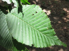 Carpinus cordata