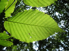 Carpinus cordata