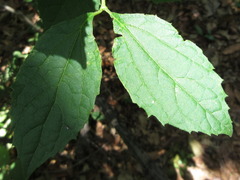 Philadelphus schrenkii