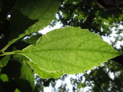 Philadelphus schrenkii