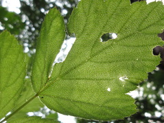 Rubus coreanus