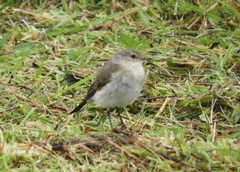 Syrtidicola fluviatilis