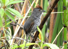 Thamnophilus ruficapillus