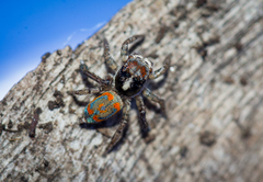 Maratus literatus