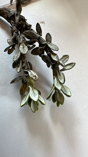 Celmisia brevifolia, 2025-10-26