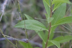 Baccharis punctulata