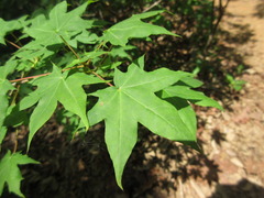 Acer pictum mono