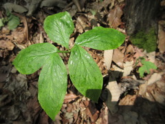 Arisaema amurense