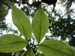 Arisaema amurense