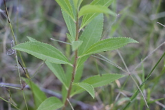 Baccharis punctulata