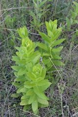 Pterocaulon polystachyum