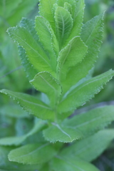 Pterocaulon polystachyum