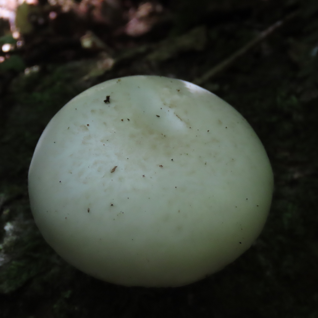 Oudemansiella australis · October 2025 · photo: © dianne_and_gordon_purdie (iNaturalist, cc0)