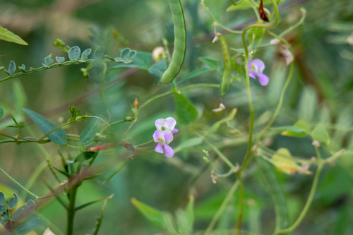 Phaseolus acutifolius, photograph 6