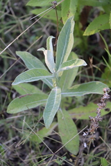 Pterocaulon balansae