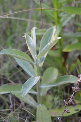 Pterocaulon balansae