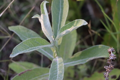 Pterocaulon balansae